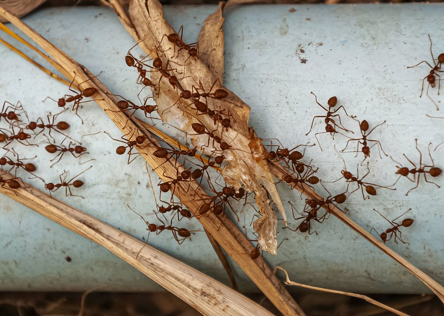 Local exterminator Estacada