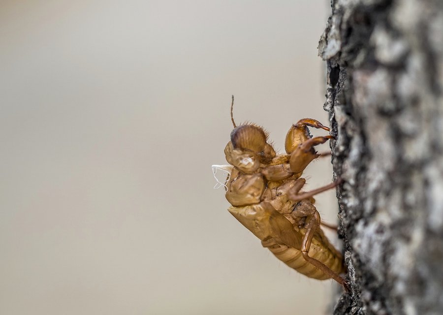 Budget Pest Control pest control work in Deal