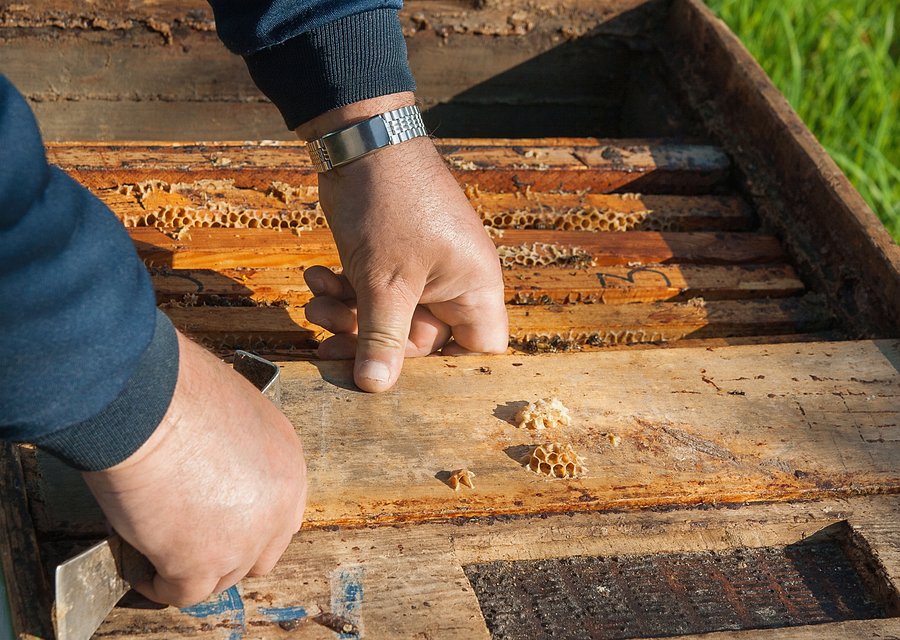 Midwestern Termite & Pest pest control work in Holmes Beach
