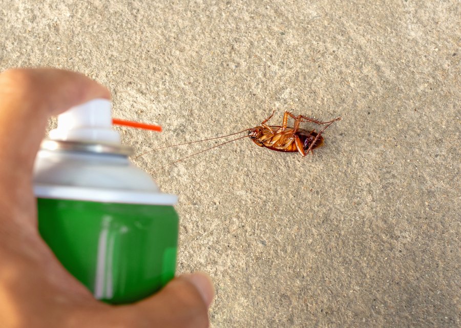 Local exterminator Holmes Beach