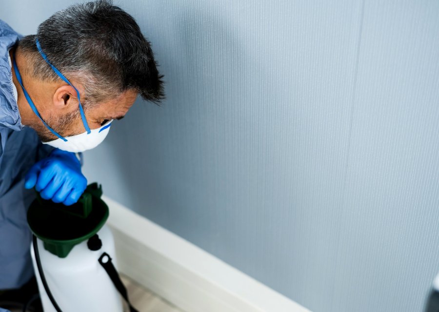 Pest treatment in Auburn Hills, MI