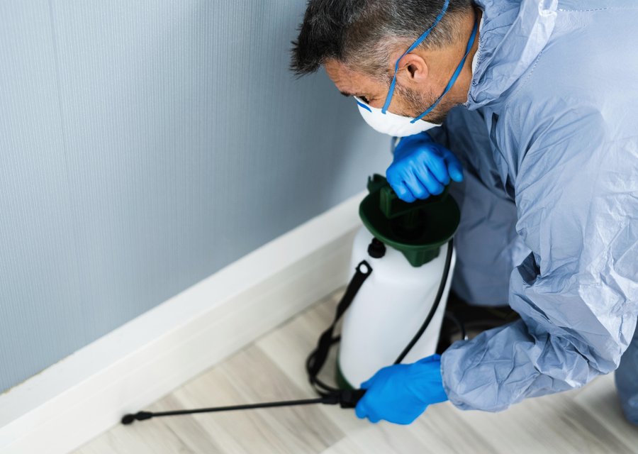 Pest treatment in American Fork, UT