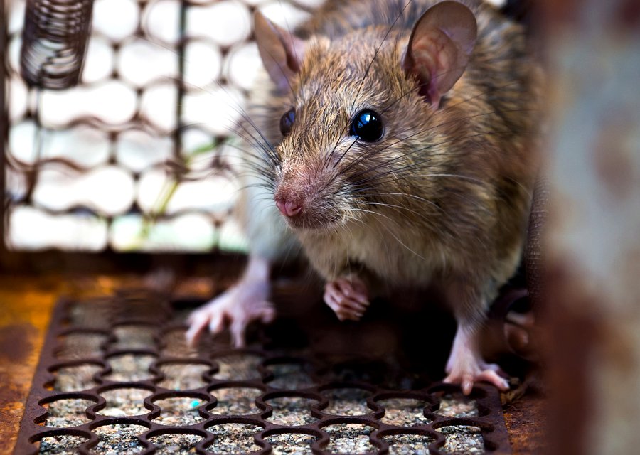 Pest treatment in Englewood Cliffs, NJ