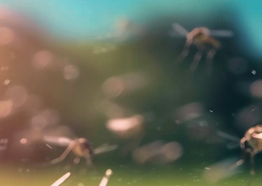 Pest treatment in Findlay, OH