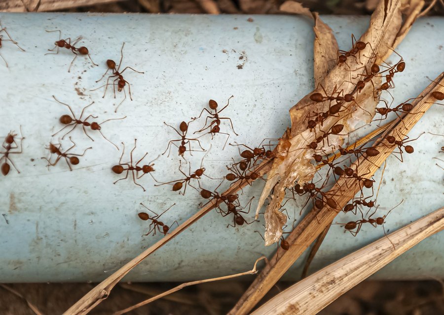 Pest treatment in Brooksville, FL