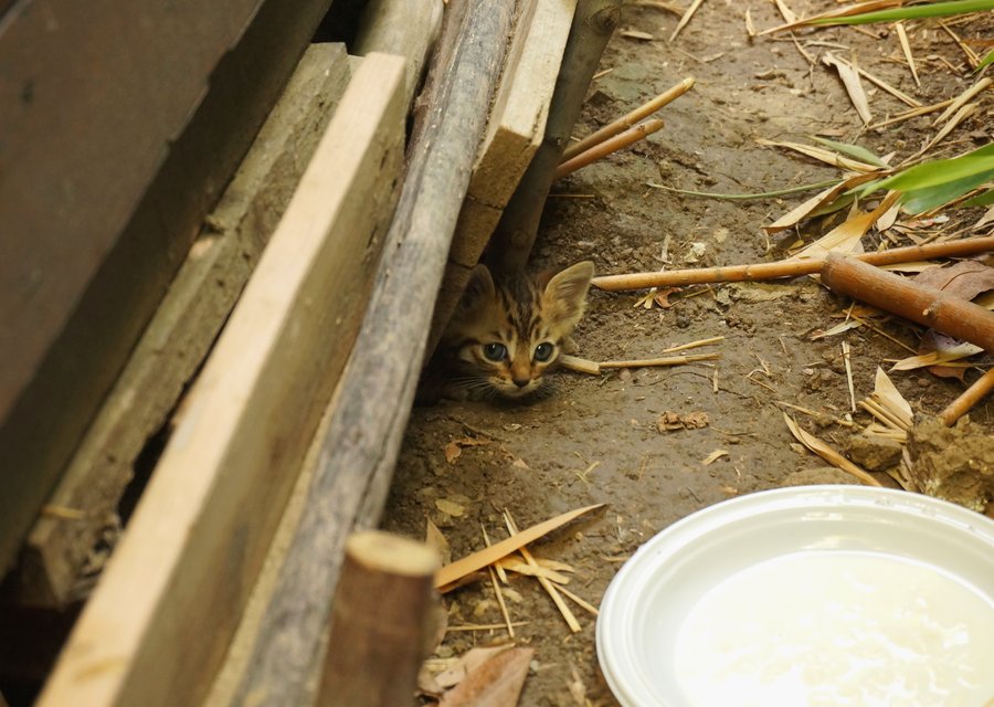 Pest treatment in Bordentown, NJ