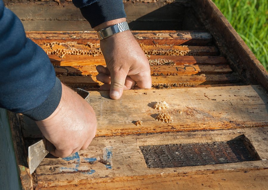 Cotton's Pest & Termite Co pest control work in Clatskanie
