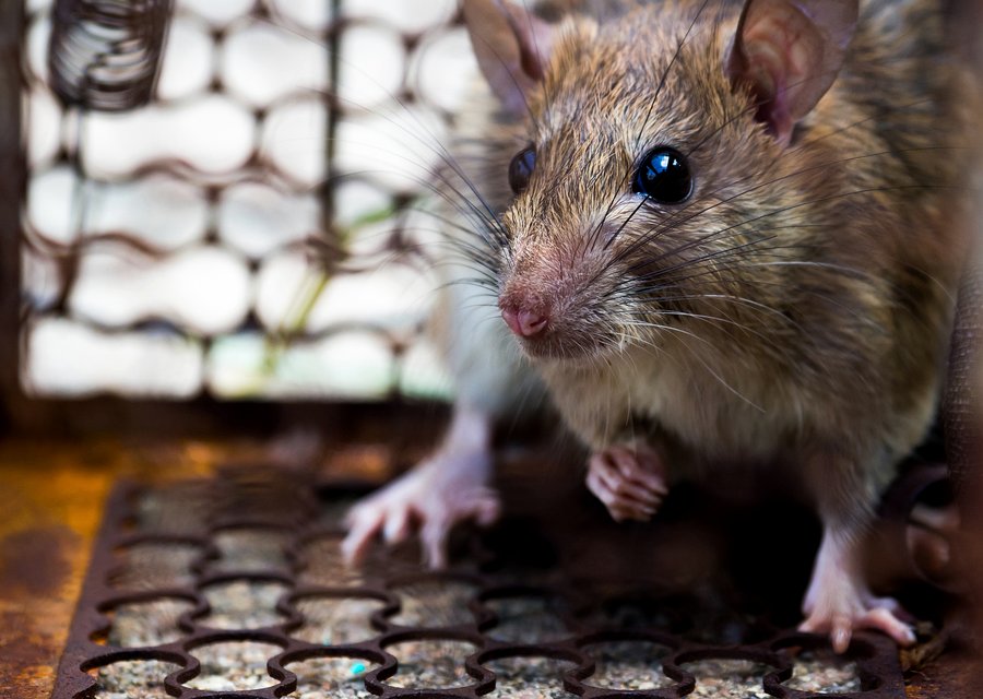 Diagnostic Pest Solutions pest control work in Lower Merion
