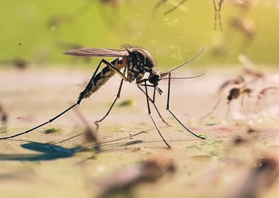 Pest treatment in Fanwood, NJ