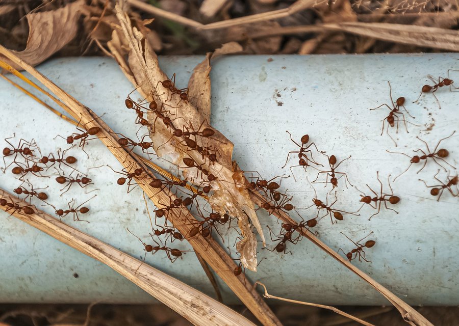 Pest treatment in Aiken, SC