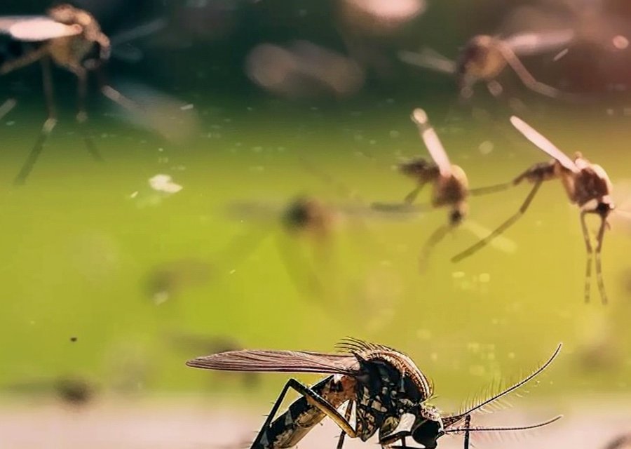 Comfort Pest Control pest control work in Baltimore