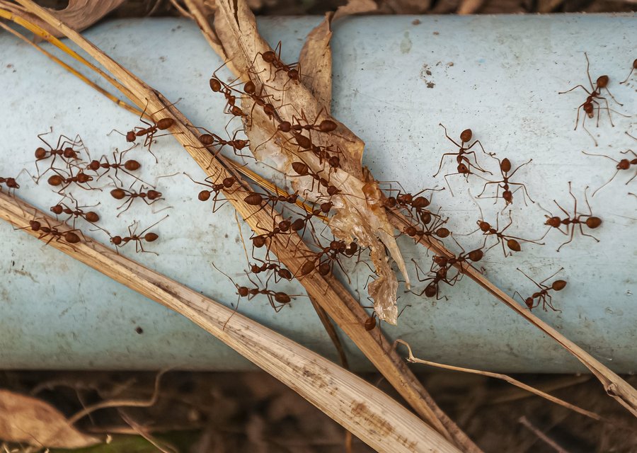 Pest treatment in Bourne, MA
