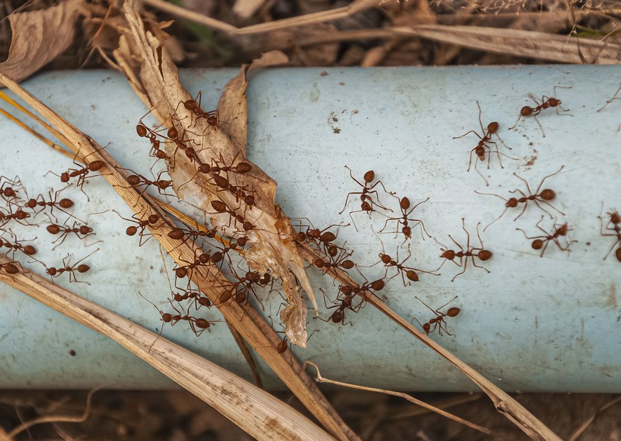 Fleetwood Pest Control pest control work in Galena Park