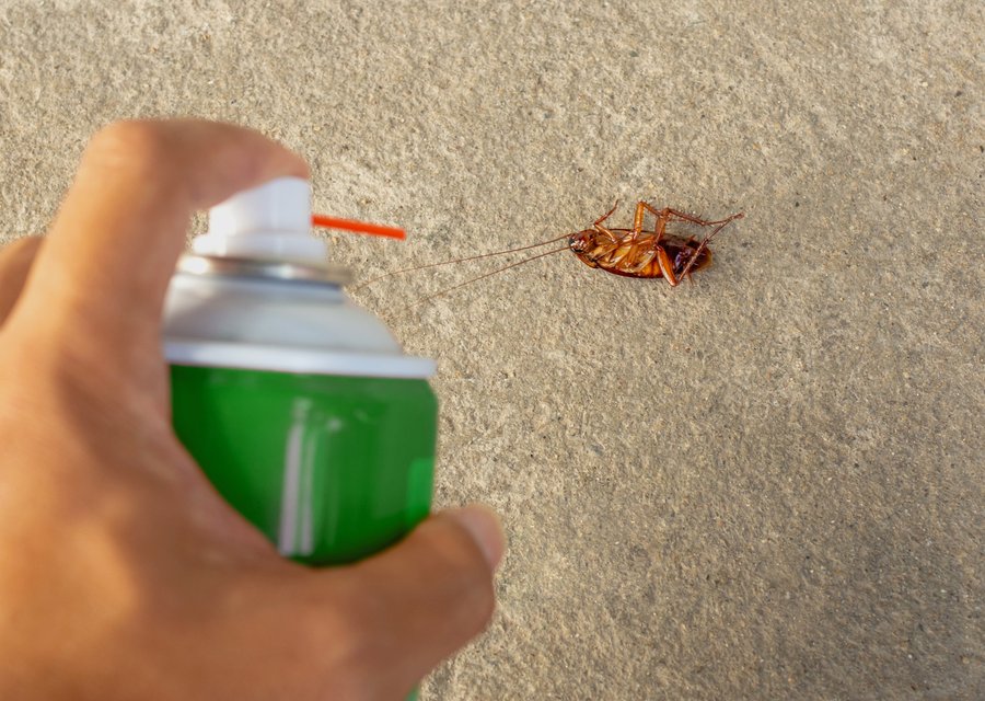 Pest treatment in Ellenton, FL