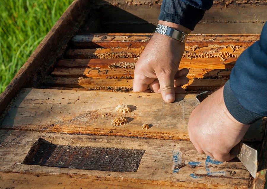 Beeman Pest Solutions pest control work in Algonquin