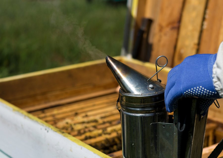Pest treatment in Cathedral City, CA