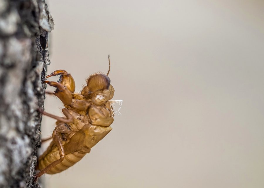 Paffy's Pest Control pest control work in Bonsall
