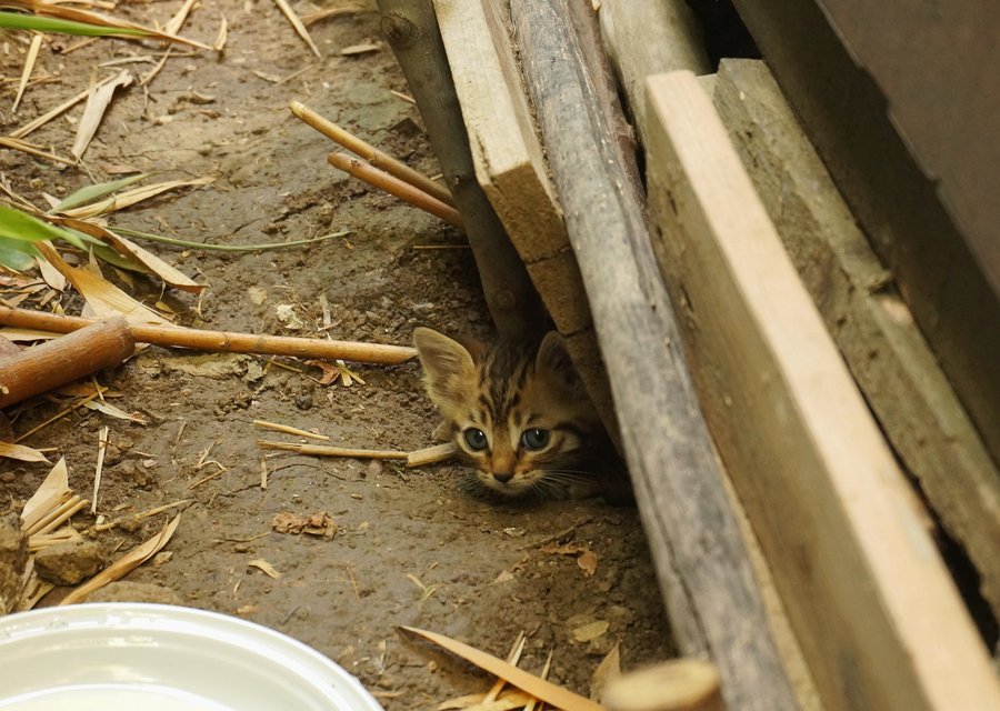 Pest Arresters pest control work in Corinth