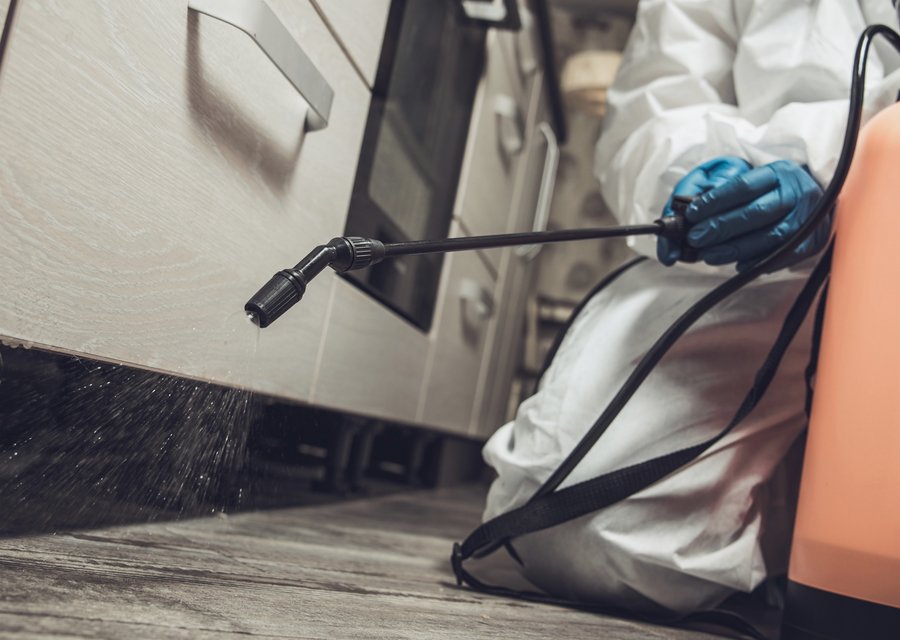 Pest treatment in Corinth, KY