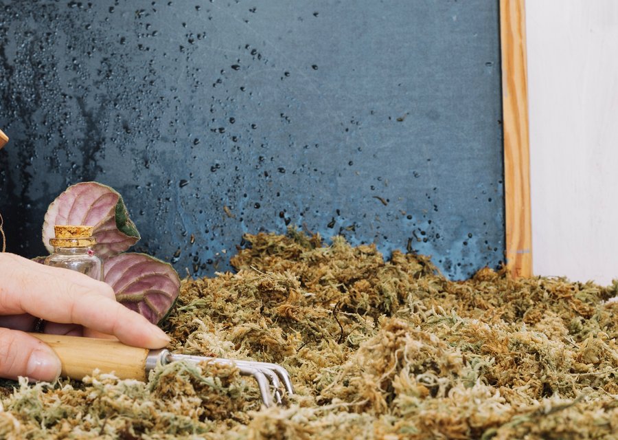 Pest treatment in Cleveland, TX