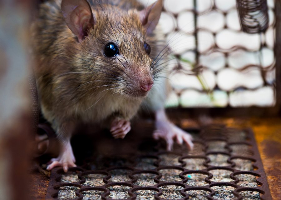 Pest treatment in Burnettsville, IN