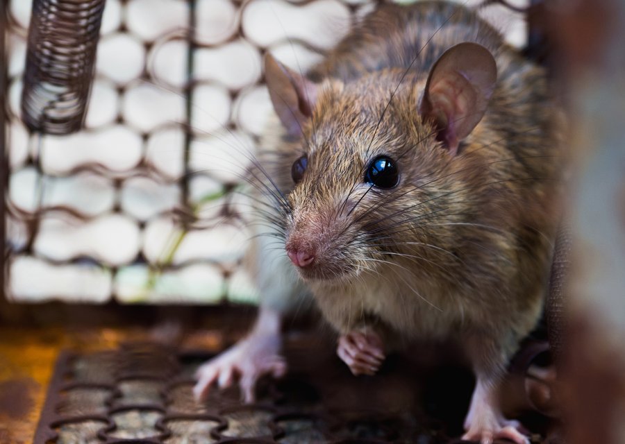 Pest treatment in New York, NY