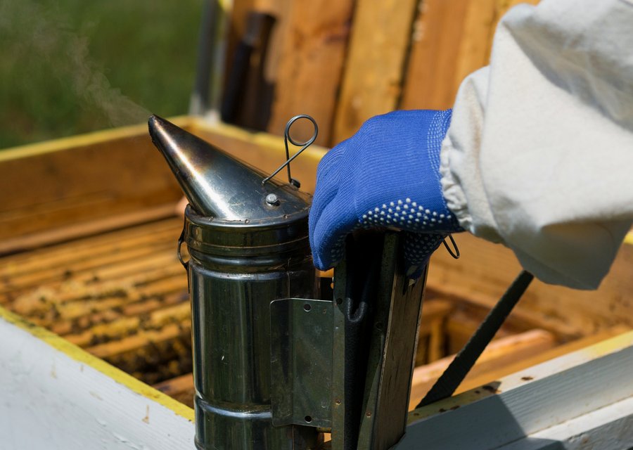 Pest treatment in Central Falls, RI