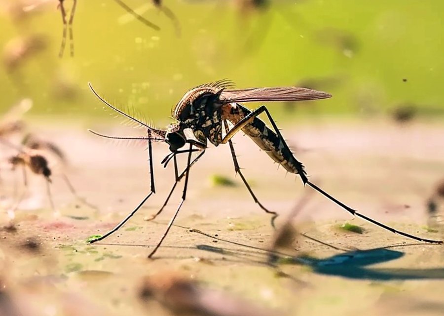 Pest treatment in Cicero, IN