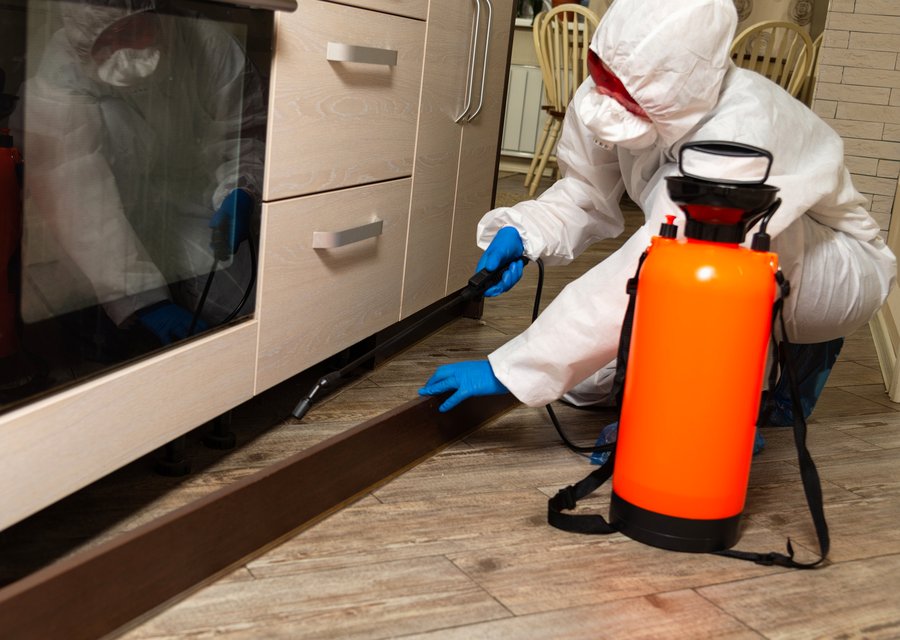 Pest treatment in Chula Vista, CA