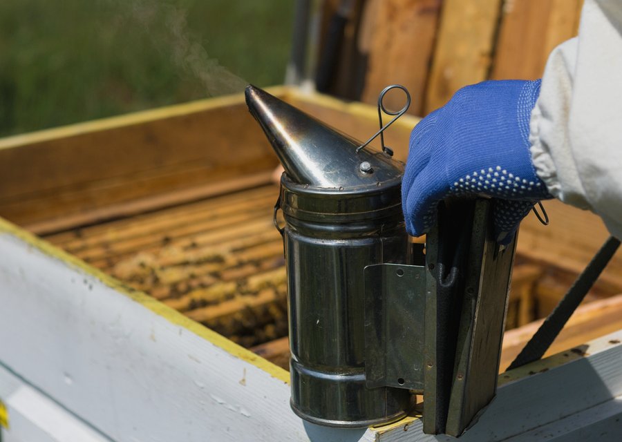 Pest treatment in Coachella, CA