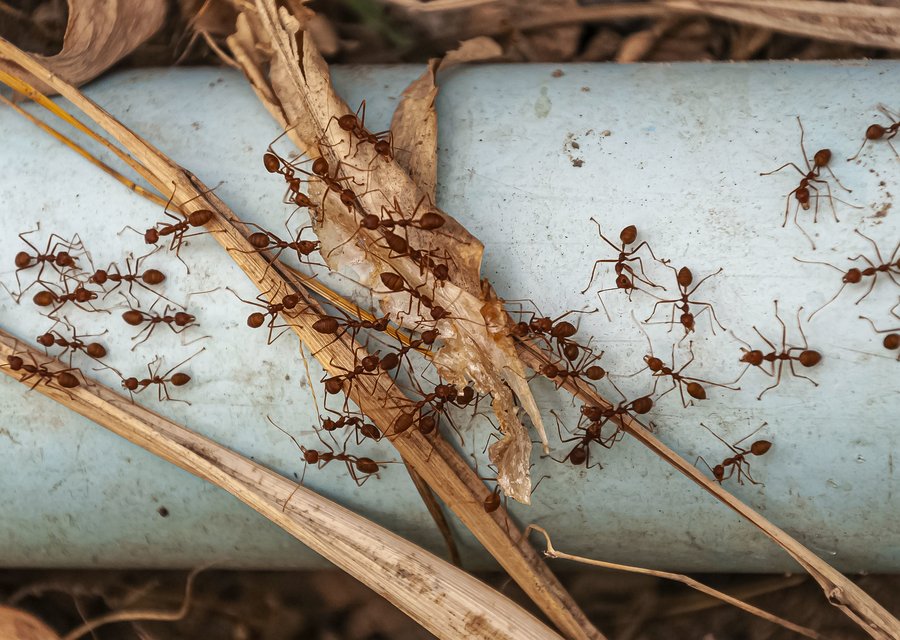 Havener Termite & Insect Control pest control work in Pemberton