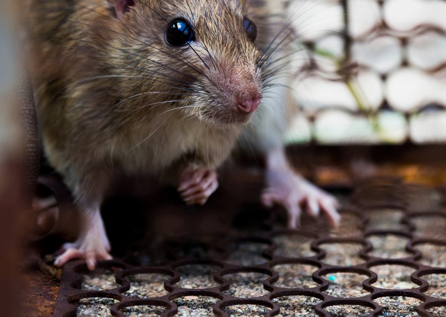 Assassins For Hire Pest Control pest control work in Fairbury
