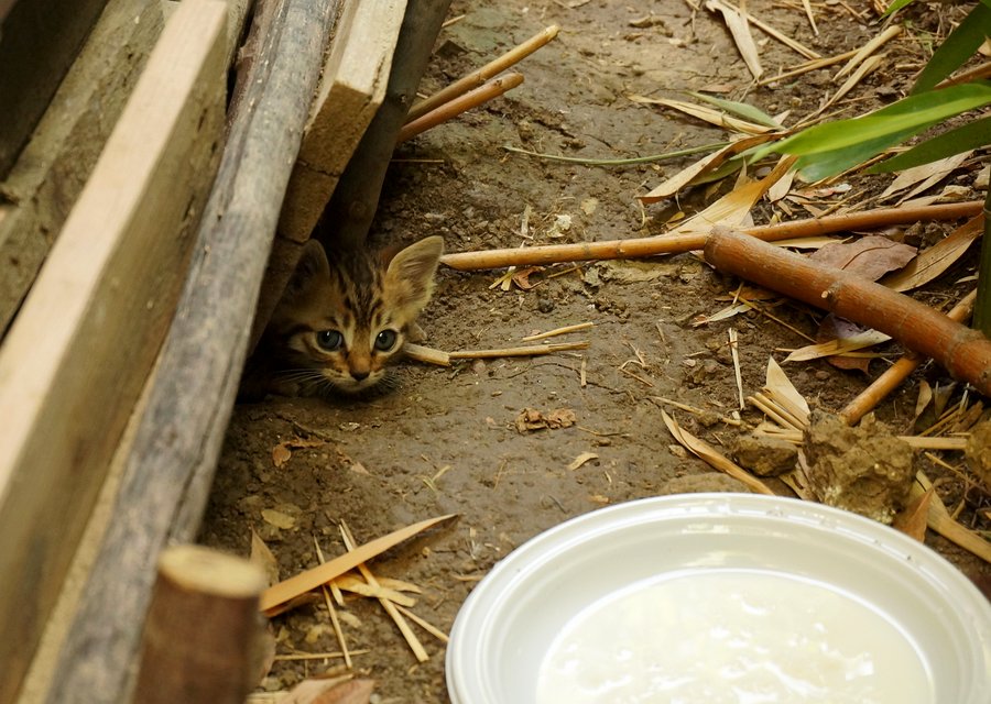 Pest treatment in Fairbury, IL