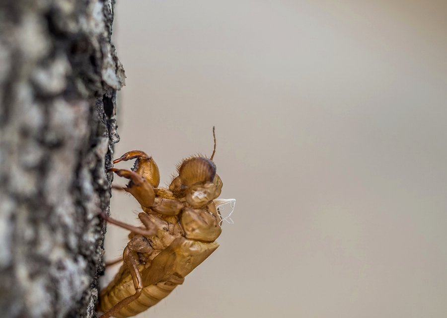 Bullseye Pest Control pest control work in Columbus