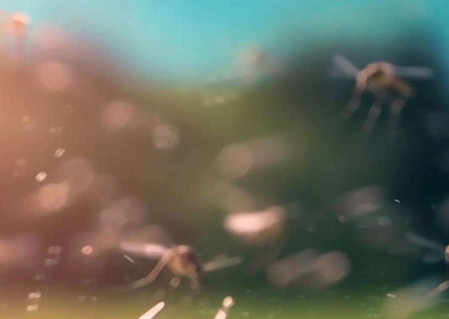 Desert Pest Control pest control work in Glen Burnie
