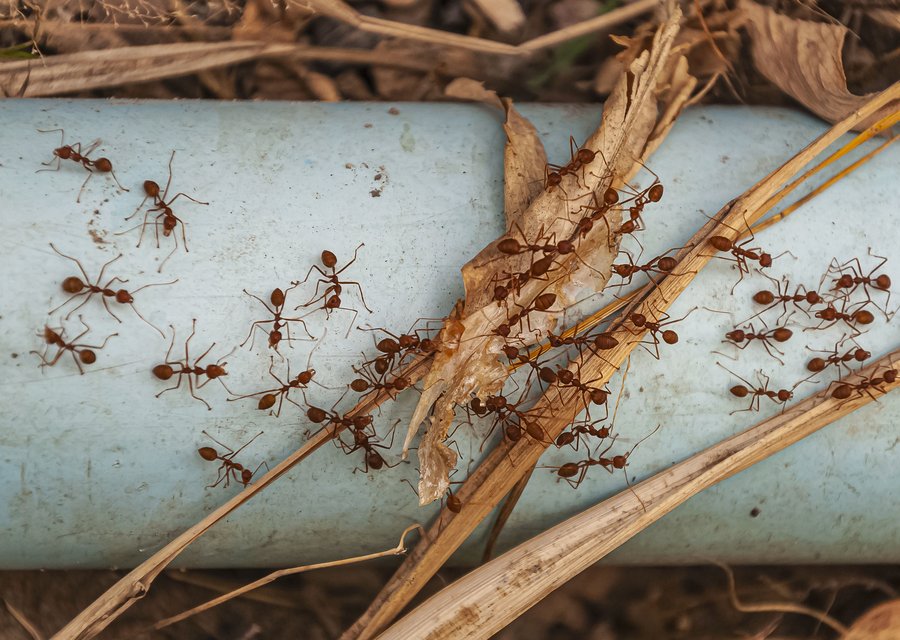 Pest treatment in Fredonia, WI