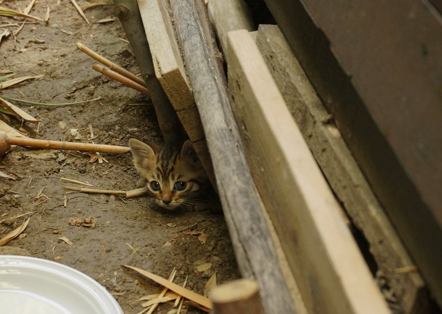 Arlington Exterminating pest control work in Champaign