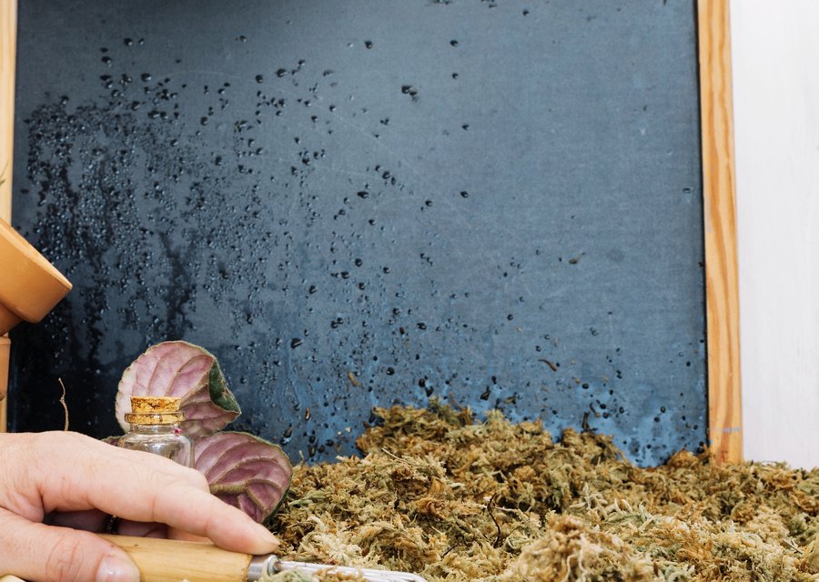 Pest treatment in Everett, MA