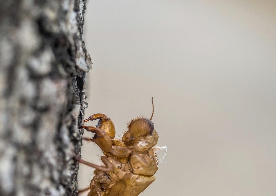 Pest treatment in East Lansing, MI