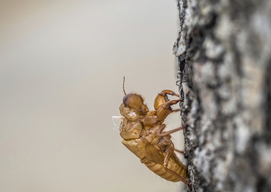 Elite Termite & Pest Control pest control work in Penn Forest