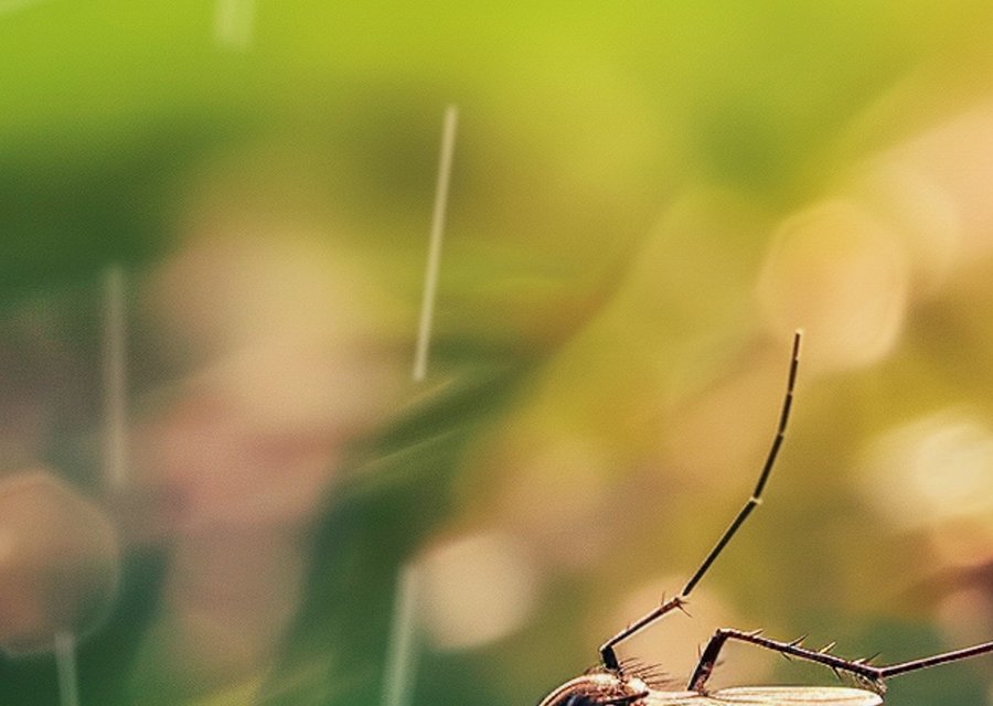 Pest treatment in Penn Forest, PA