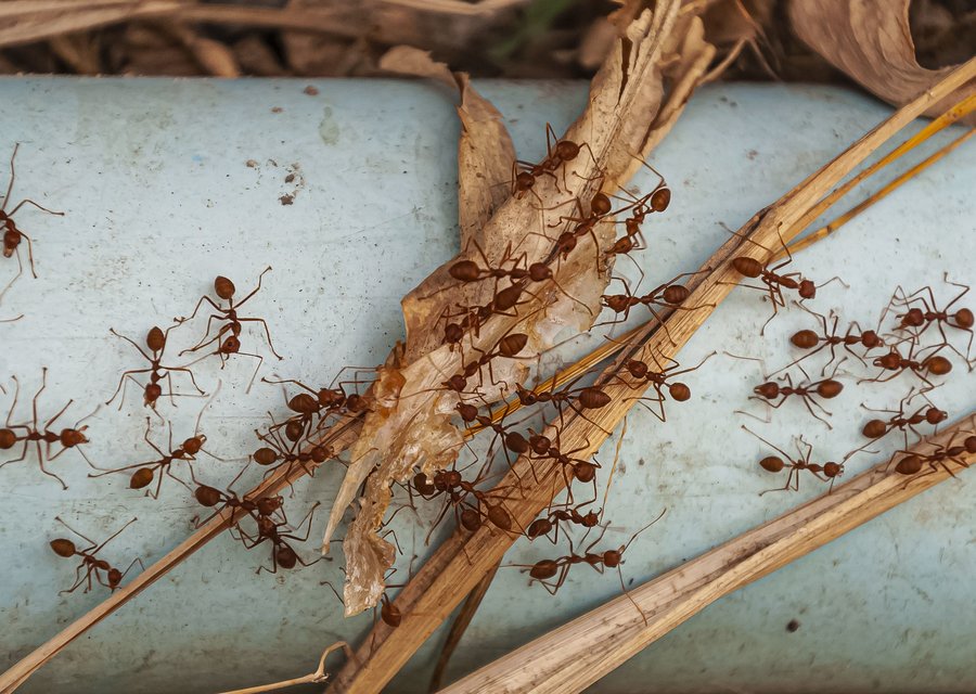 CAD Pest Control pest control work in Bend