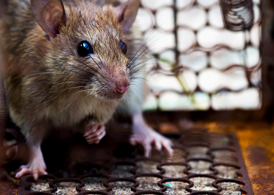 Local exterminator Campbellsburg