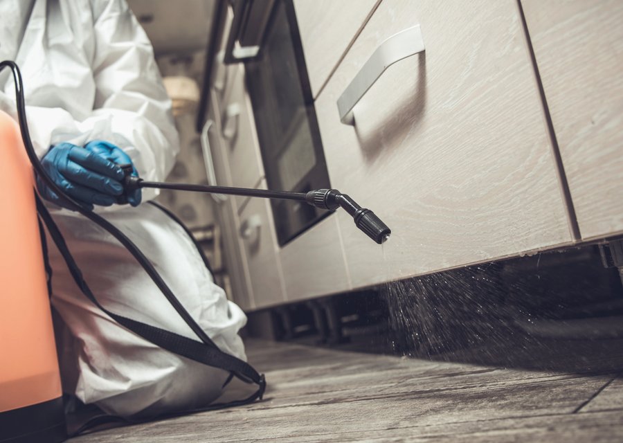 Pest treatment in El Segundo, CA