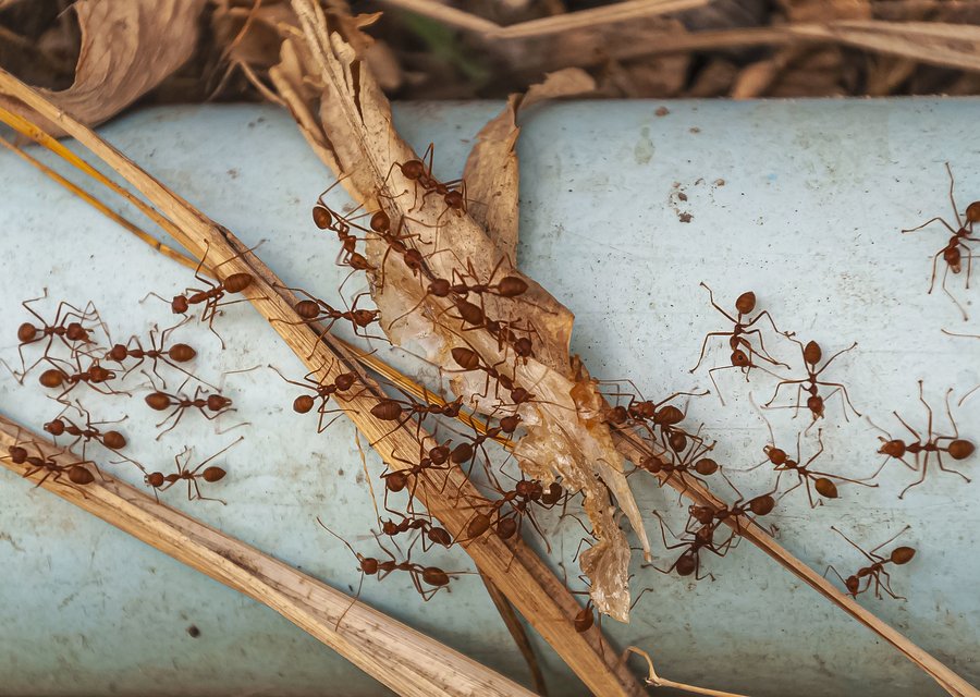 Pest treatment in Glenn Dale, MD