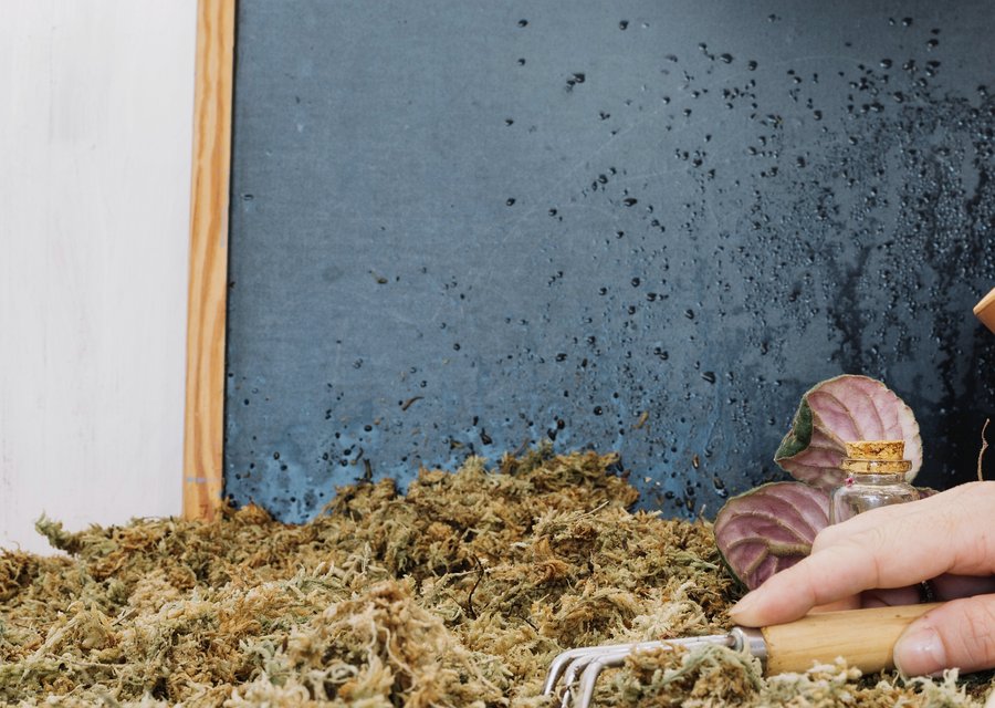 Pest treatment in Washington, PA