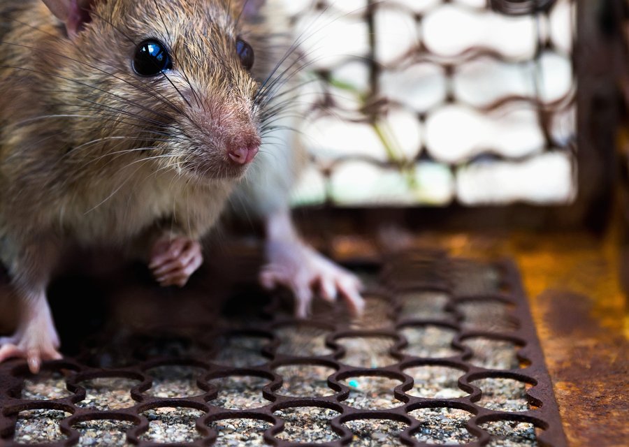 Pest treatment in Agawam, MA