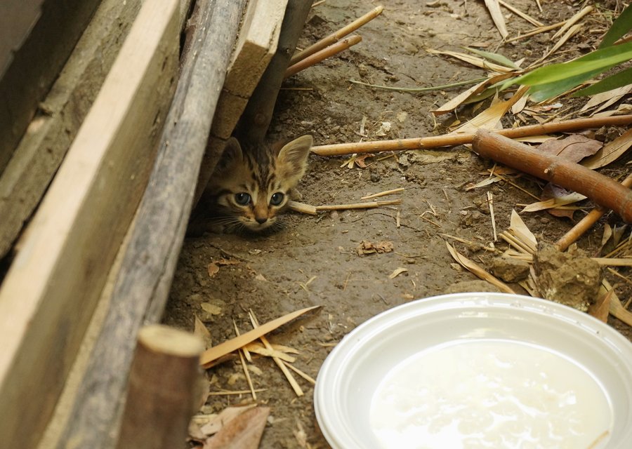 Pest treatment in Corvallis, OR
