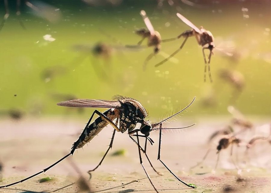 Absolute Pest Solutions pest control work in Coventry