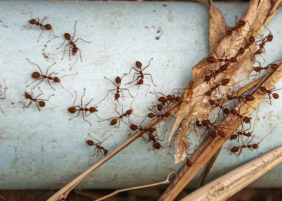 Pest treatment in Calimesa, CA